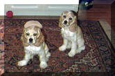 Puppy043.jpg (33492 bytes)